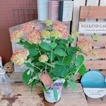 ラスト！超人気！【ピンクアナベル】紫陽花♡毎年楽しめる！おしゃれなあじさい♪ナチュラルガーデン