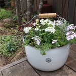 季節の花の寄せ植え　水面に散る花