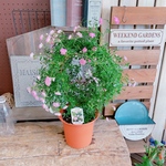 現品！アーチ型つるバラ♡八女津姫【毎年楽しめる可愛い小輪ピンクミニ薔薇】アーチ仕立て♪つるレンゲ♡レンゲローズ