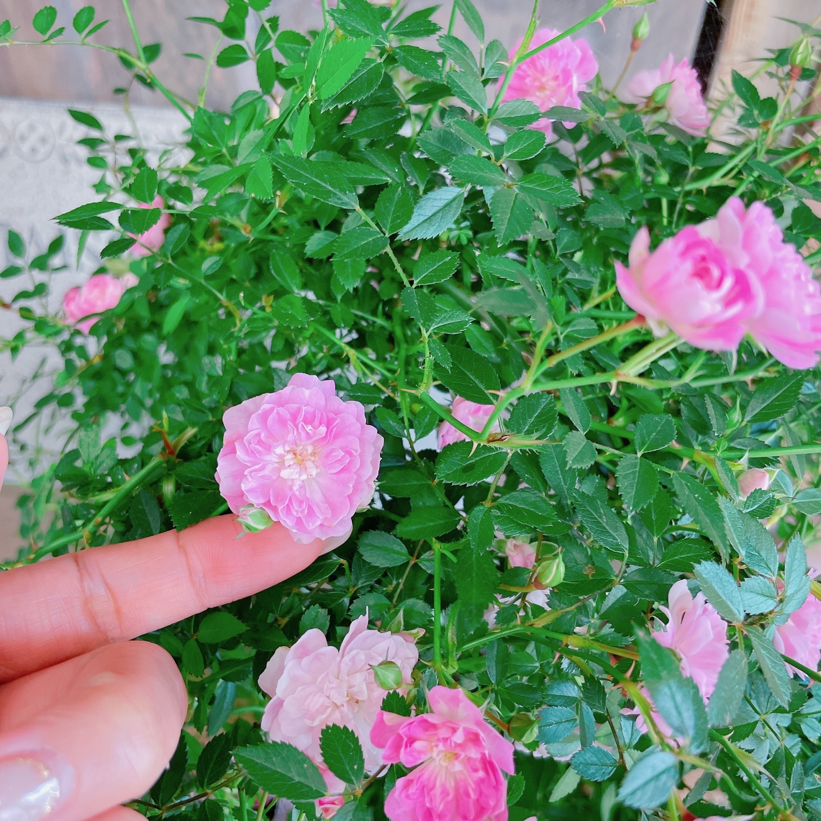 現品！アーチ型つるバラ♡八女津姫【毎年楽しめる可愛い小輪ピンクミニ