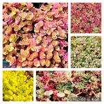 【おまけルビーネックレス】多肉植物セダム　彩り5種類　各種10カットセット【育成説明書】