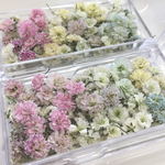 かすみ草　ドライフラワー　枝付きかすみ草入り　mix2
