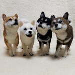 柴チャンズ「赤柴ちゃん」