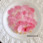 [押し花素材]椿の花びら　ピンク