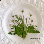  [押し花素材50]  都忘れ　茎付き　白