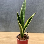 【育てやすい】観葉植物 サンスベリア　ハイドロカルチャー