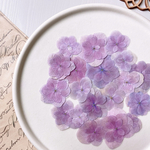 【押し花素材】紫陽花　紫ピンク系