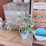 斑入りハイビスカス♡スノーフレイク【毎年楽しめる赤のお花】夏のお花！宿根草