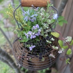 【vivi221様専用ページ】季節の花の寄せ植え　フラワーバックでピクニック