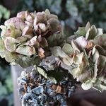 アンティーク紫陽花のドライフラワーセット（B）