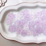  【押し花素材】紫陽花　薄紫系