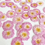 【ミニバラ押し花】
