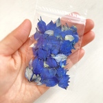 【ニゲラドライフラワーの花びら】