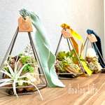 森の切り株Triangle  累計80個以上販売② 多肉植物