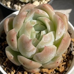【キャラリアン　エケベリア】♡韓国苗♡多肉植物