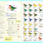 図鑑風コザクラインコ クリアファイル