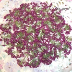 ♡new♡作家様必見♡ ♡可愛いアリッサム♡押し花セット♡