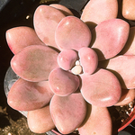 アメジスチヌム☆グラプトペタルム☆多肉植物