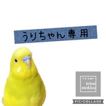 専用ページ