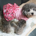 夏ワンピース　オーガンジー薔薇柄・犬服