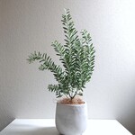 ●数量限定●新作●ミモザの木　希少　”ミモザ・アカシア  ブルーブッシュ　銀葉（ロング40㎝～）鉢セット”　観葉植物
