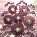 ガイラルディアの押し花