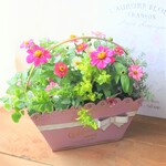 ❀ピンクのジニア　可愛いお花の寄せ植え　贈り物にも