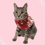 送料無料☆彡アロハブラザーズ①アロハシャツ風首輪〜猫の首輪