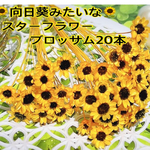 向日葵みたいなスターフラワーブロッサム20本