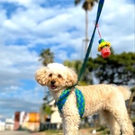 マリンストライプ ブルー　ハーネス・リード　犬 猫　男の子 女の子　鈴タッセル付き