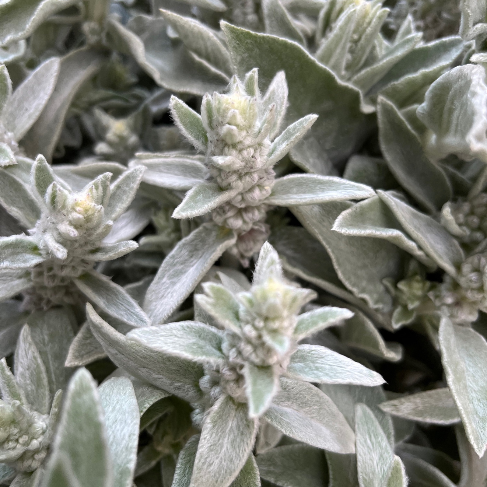 期間限定 》ラムズイヤーのナチュラルスワッグ - 花工房 champ