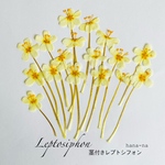 🌼茎付きレプトシフォン 40 ＊ 押し花
