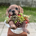 ★送料無料★♡そのまま飾れる♡コーヒーカップわんちゃん♬多肉植物寄せ植え╰(*´︶`*)╯♡