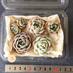 SALE¥1.350-→¥1.100-💕名無しちゃん寄せ植えセット💕+1苗追加=6苗です。