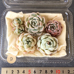 SALE¥1.350-→¥1.100💕名無しちゃん寄せ植えセット💕+1苗追加=6苗です。