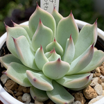 人気レア品種！★リンゼアナ×そわそわ 多肉植物 自家栽培 国産
