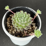 パシフィックグレイス　センペルビウム　多肉植物