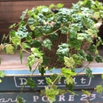 天使のいたずら♡プミラ♡ガーデニング♡観葉植物
