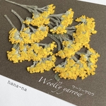 🌿Herb ウーリーヤロウ  ＊ 押し花