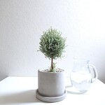 ●数量限定●新作●　虫除け　ハーブ　 ”シルバーサントリナ　スクエア鉢/受け皿セット”　観葉植物　コットンラベンダー　虫よけ　人気