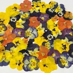 SALEビオラ押し花　50輪