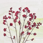押し花素材(ツボサンゴ)
