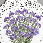🍀モロッコナズナ〜押し花素材