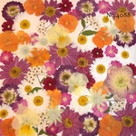 ♡new♡作家様必見♡押し花MIXセット♡押し花セット