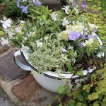 季節の花の寄せ植え　ペチュニア ホーリーノットの花籠②