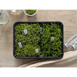 苔たっぷり弁当(そのまま育てられる苔テラリウム)
