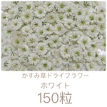 ホワイト かすみ草ドライフラワー 150粒