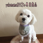 犬用スタイ・バースデースタイ