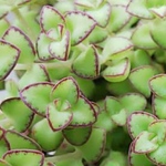セダム＊リトルフロッジー15本カット苗＊ちま寄せや寄せ植えの脇役や寄せ植えにプラスや多肉の種類増やしに〜