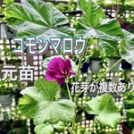 コモンマロウ　元苗　背丈30センチ超え　無農薬　ハーブ　ハーブティー　ブルーのお茶→レモン入れピンクに変化
